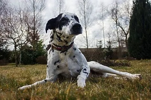 Dogi ok.7 lat czeka na dom,  Dalmatyńczyk cała Pol