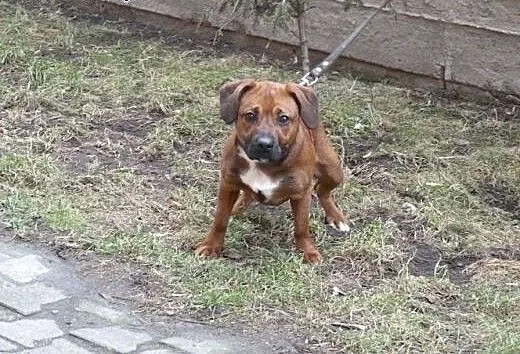 Amper roczny psiak do adopcji, mazowieckie Warsza