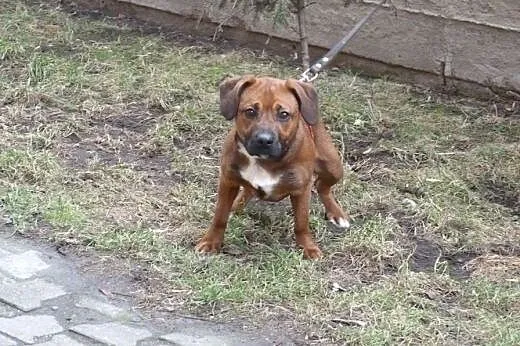 Amper roczny psiak do adopcji, mazowieckie Warszawa