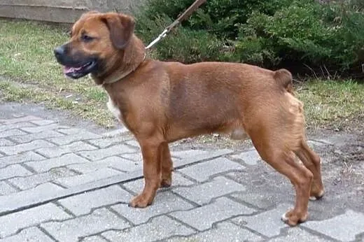 Amper roczny psiak do adopcji,  mazowieckie Warsza