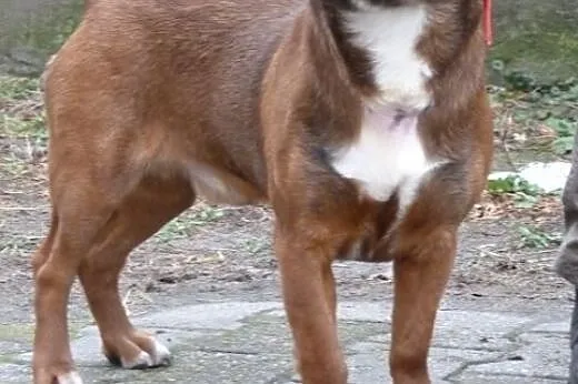Amper roczny psiak do adopcji,  mazowieckie Warsza