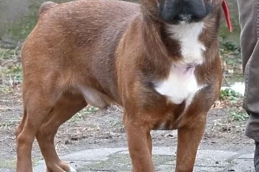 Amper roczny psiak do adopcji,  mazowieckie Warsza