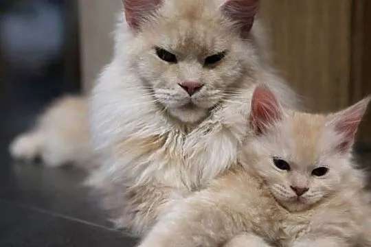 Maine Coon kocurki kotki Koci Gang Leśny*Pl