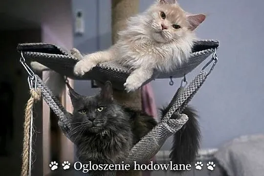 Maine Coon kocurki kotki Koci Gang Leśny*Pl, Wielkopolskie, Krotoszyn