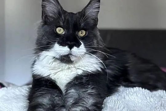 Maine Coon kocurki kotki Koci Gang Leśny*Pl, Wielkopolskie, Krotoszyn