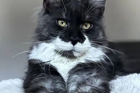 Maine Coon kocurki kotki Koci Gang Leśny*Pl, Wielkopolskie, Krotoszyn