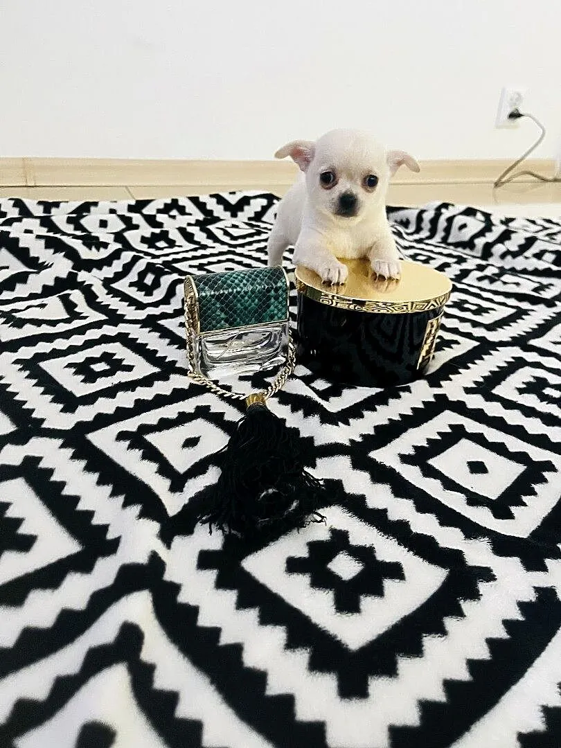 Sunia chihuahua xxs, Warmińsko-mazurskie, Janowiec Kościelny
