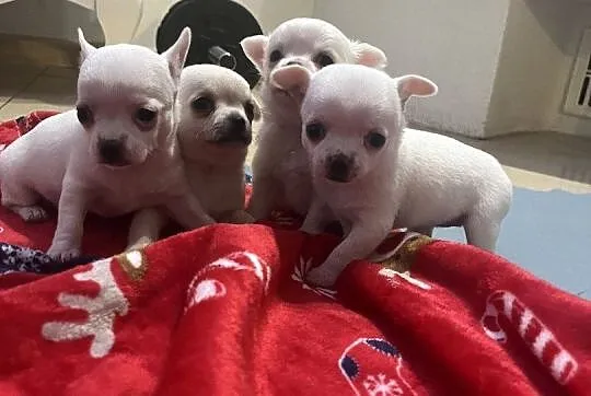 Sunia chihuahua xxs, Warmińsko-mazurskie, Janowiec Kościelny
