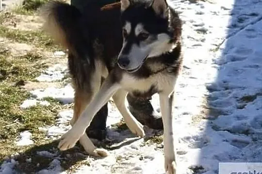 Młody energiczny piesek poleca się do adopcji, Mrągowo