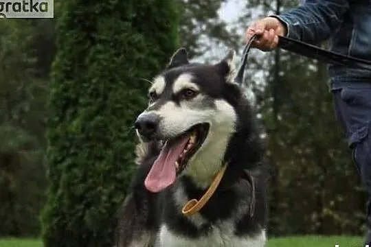 Młody energiczny piesek poleca się do adopcji, Mrągowo