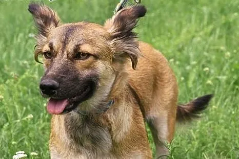 FIGA - 10 kg sunia która kocha ludzi, dzieci do ad