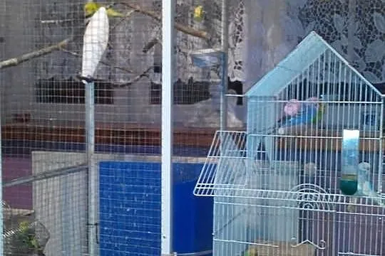 PAPUŻKI FALISTE likwidacja hodowli