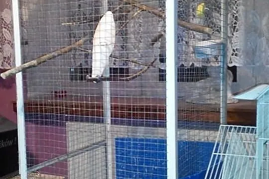 PAPUŻKI FALISTE likwidacja hodowli