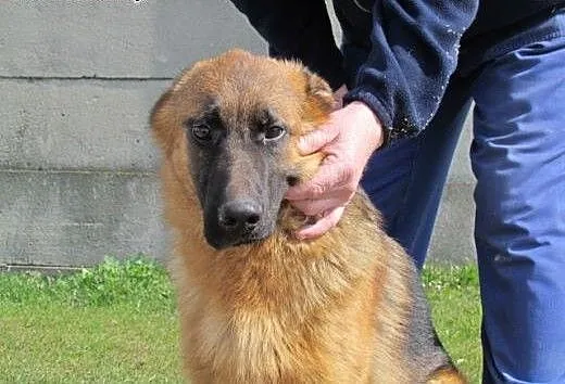 Bruno - piękny 9 mies. owczarek do adopcji, śląsk