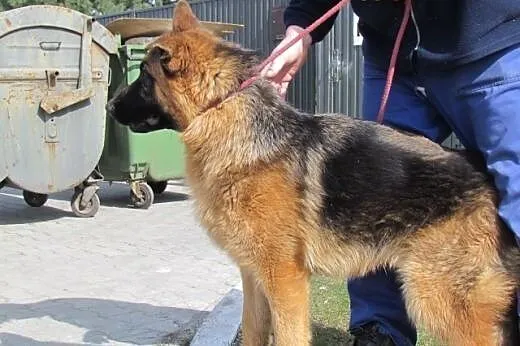 Bruno - piękny 9 mies. owczarek do adopcji,  śląsk