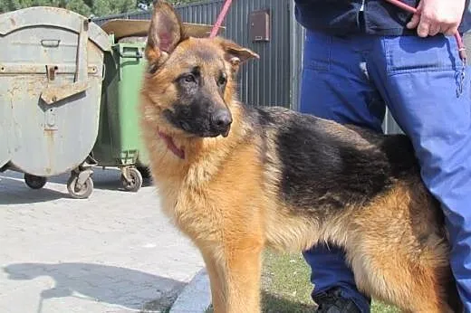 Bruno - piękny 9 mies. owczarek do adopcji,  śląsk