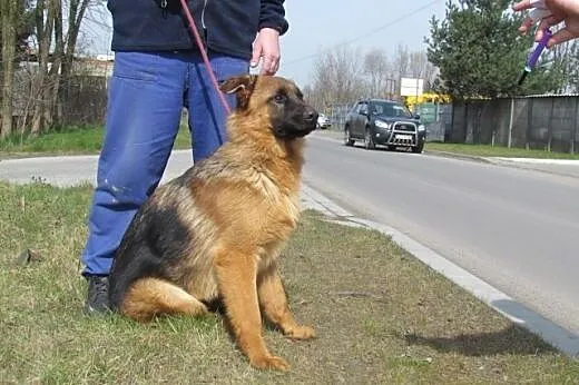 Bruno - piękny 9 mies. owczarek do adopcji,  śląsk