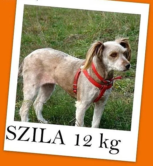 SZILA,sympatyczna,łagodna,wesoła suczka 12 kg.ADOP