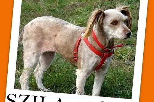SZILA,sympatyczna,łagodna,wesoła suczka 12 kg.ADOP