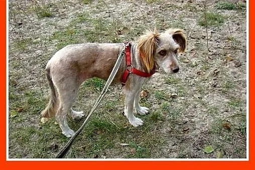 SZILA,sympatyczna,łagodna,wesoła suczka 12 kg.ADOP