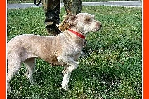 SZILA,sympatyczna,łagodna,wesoła suczka 12 kg.ADOP