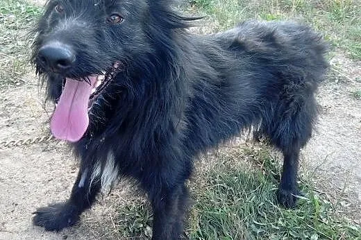Wspaniały ZORRO,  Kundelki cała Polska