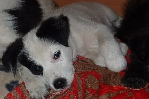 Szczeniak Marvin - adopcja,  pomorskie Gdańsk