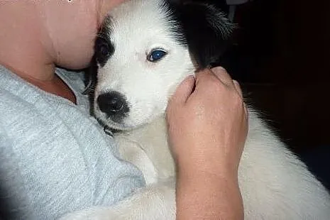 Szczeniak Marvin - adopcja,  pomorskie Gdańsk