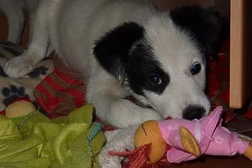 Szczeniak Marvin - adopcja,  pomorskie Gdańsk