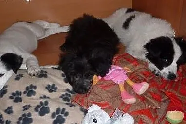 Szczeniak Marvin - adopcja,  pomorskie Gdańsk