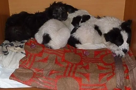 Szczeniak Marvin - adopcja,  pomorskie Gdańsk