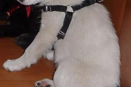 Szczeniak Marvin - adopcja,  pomorskie Gdańsk
