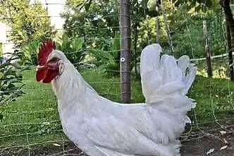 Koguty Leghorn