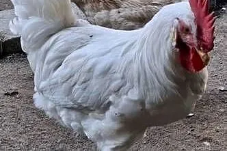 Koguty Leghorn, Małopolskie, Raba Niżna