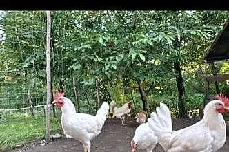 Koguty Leghorn, Małopolskie, Raba Niżna