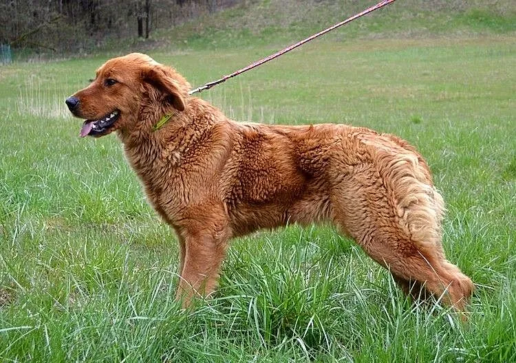 Dżina - ruda piękność, trochę w typie goldena :)