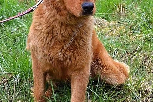 Dżina - ruda piękność, trochę w typie goldena :)