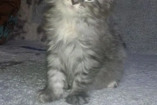 Kociaki maine coon