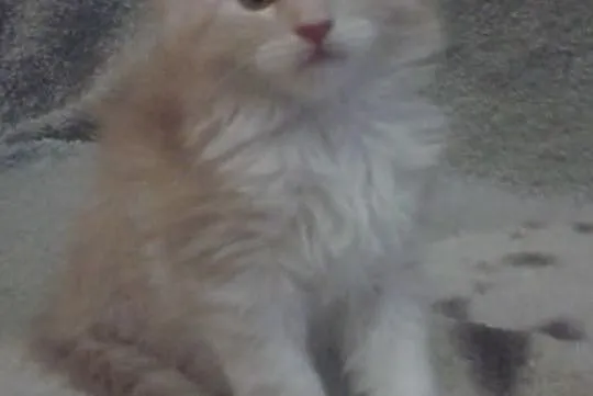 Kociaki maine coon
