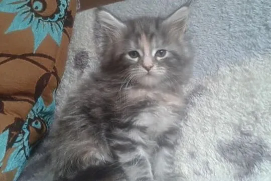 Kociaki maine coon
