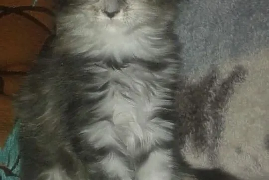 Kociaki maine coon