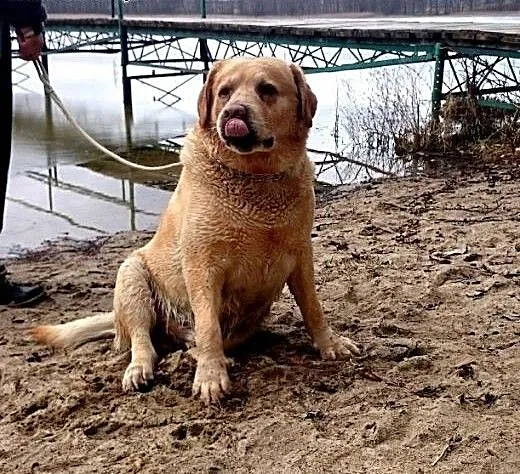 Marley-biszkoptowy labrador czeka na dom, zachodn