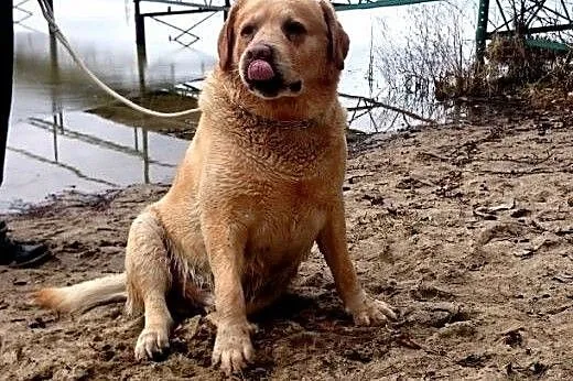 Marley-biszkoptowy labrador czeka na dom,  zachodn