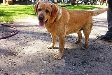 Marley-biszkoptowy labrador czeka na dom,  zachodn