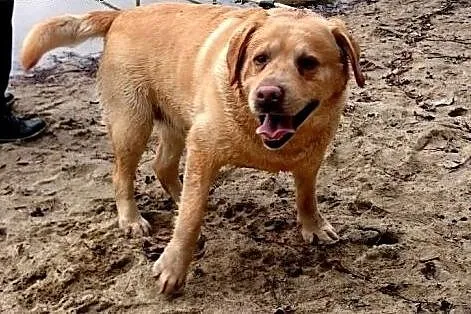 Marley-biszkoptowy labrador czeka na dom,  zachodn