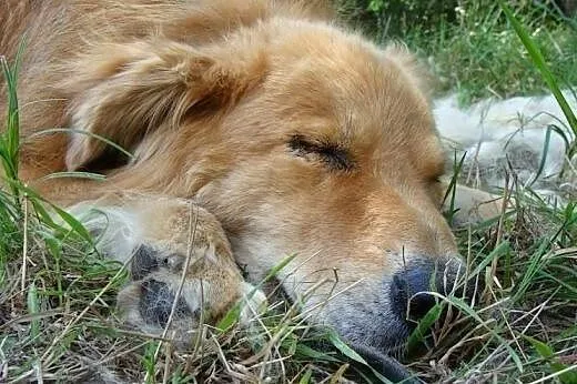 Simba -piękny pies w typie lwa! Uroczy rudy grzywa