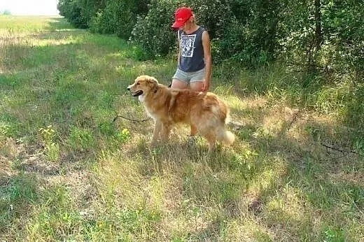 Simba -piękny pies w typie lwa! Uroczy rudy grzywa