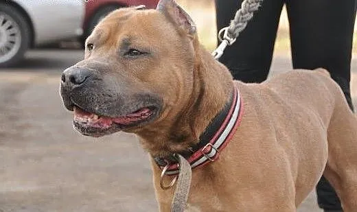KAPTUR amstaff po przejściach szuka miejsca na zie