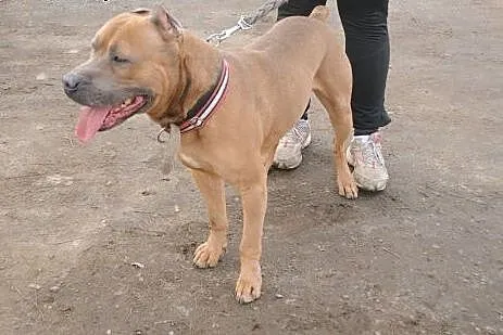 KAPTUR amstaff po przejściach szuka miejsca na zie