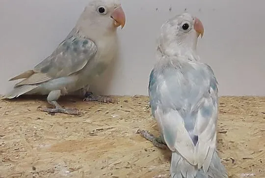 Nierozłączki fischera szek opal pastel -, , Rębków